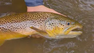 Fishing Arkansas with Sea Run Cases