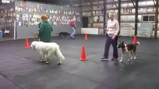 Allan Ross Dog Training