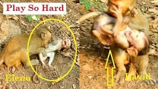 Pity baby monkey David & Eleno hurt much while play hard with bigger monkey