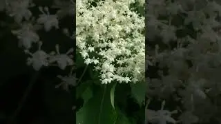 Black elder, black elderberry, European elder, European elderberry, flower (Sambucus nigra)