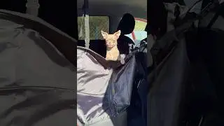 Незаменимая вещь для поездок с собакой 🐶