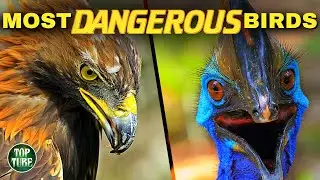 8 Most Dangerous Birds of Prey