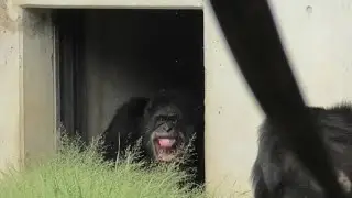 Uncle Decky, please come out! by Max, Fubuki, Ibuki デッキーおじちゃん、早く出てきてよ！マックス、フブキ、イブキ Chimpanzee 多摩動物公園
