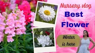 Best Winter Flowering Plants | Easy Care & Heavy Blooming Guide | Gardening Ideas for Home