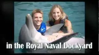 Dolphin Quest Bermuda Video - Bermuda