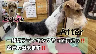 ワイヤーフォックステリア　お家で一緒にプラッキング