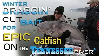 Winter Controlled Dragging Cutbait- For Epic Sized Blue Catfish On The Tennessee River- Wilson Lake