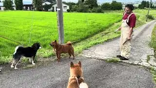 【柴犬vs黒柴vs美濃柴】カイあっち行けや💨武太郎パパに言われて……🤣