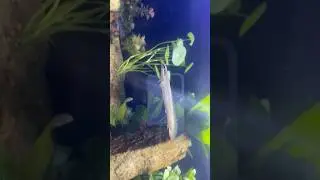 MONSTER FISH IN A PLANTED TANK.. #shorts #shortsfeed #monsterfish #plantedtank