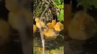 🐥😂  #duck #ducklove #ducklings #pet