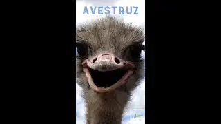EL AVESTRUZ