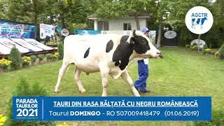 Taurul Domingo din rasa Bălțată cu Negru Rom&acirc;nească