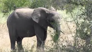 Kruger Park Adventure