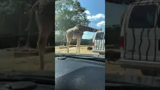 Drooling Giraffe Steals Our Bag of Food!