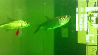 Juveniles Megalops(Indo-Pacific Tarpons) Attack!