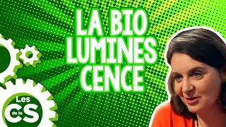 Pleine lumière sur la bioluminescence - Les chroniques de la science