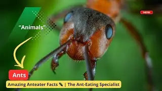 Amazing Anteater Facts 🐜  The Ant Eating Special
