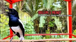 PANCINGAN KACER bahan SUSAH bunyi, KACER GACOR NGEPLONG bikin KACER MANAPUN ikut GACOR