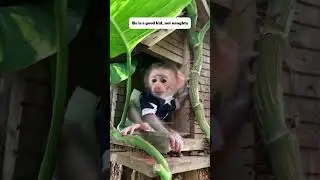 Rescue baby monkey #monkey #monkeybaby #pets #rescue #rescueanimals #animals #shortvideo #shorts