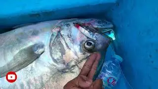 big longrakered trevally on jigging