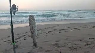 A Praia Grande dá sempre um robalo