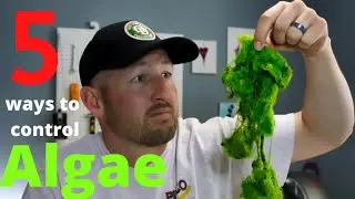Koi pond Algae control
