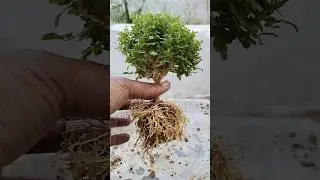 Table kamini bonsai repoting#bonsaiideas #houseplants #indoorplants #bonsaistyling #bonsaigarden