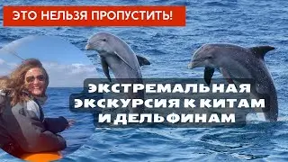 Экстремальные экскурсии к китам и дельфинам | Лучшие места их обнаружения в 2023 году |