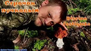 Строчок островерхий | Discina fastigiata