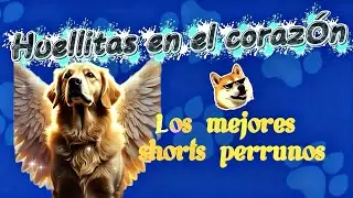 Huellitas en el corazón, LOS MEJORES shorts  PERRONES 🐶