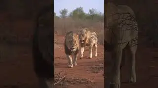 The Unbelievable Power of Harmony🦁#unbelievable#power#harmony