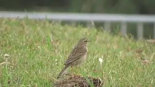 マミジロタヒバリ（1）旅鳥（与那国島・東崎） - Australasian Pipit - Wild Bird - 野鳥 動画図鑑