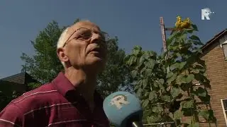 Teun Stougie heeft de allergrootste zonnebloem