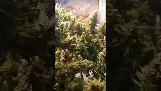 Fat Bastard, La Kush Cakes and Gorilla Glue. 10 days till chop