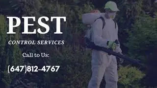 Pest Control  Services in Toronto | Pest Control in Home |