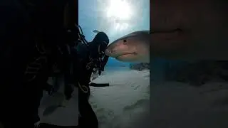 Dangerous shark encounter | Bahamas | Scuba Diving with 5elementos