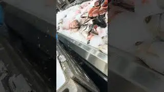 Avoid Spoilage: Fish Freshness Market Tips: Cover plenty of Ice #ice #fish #shorts