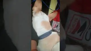 puppy sound#shorts #trending #new #video #youtubes #my #tommy #doglover #vrial