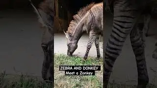 Rare Equine Hybrids - Zonkey