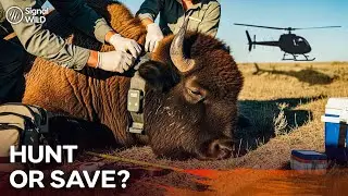 Did Hunting Save This Animal? America&rsquo;s Last True Wild Bison