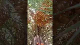 uco#recipevideo#foover#foppe#foodvideo#foodie#nutritkingvideo#rec#foodlover#fooci#recipe#foodvideo