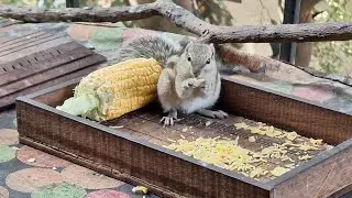 Corn Lover Squirrel Can&rsquo;t Stop Eating 🐿️🌽🌽🐿Squirrel vs Corn 🌽🐿Adorable Squirrel Enjoying Corn Like