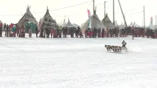 День оленевода в Салехарде. Северный колорит 05.04.2022 г.