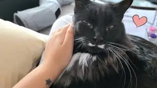 Cat purrs loudly on my lap
