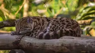 Ocelots: Brazil's Stealthy Wild Cats #animal2024 #wildlife #marinemammal
