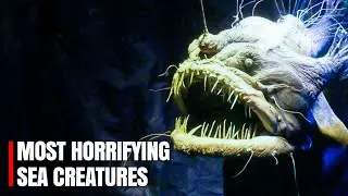 Bizarre and unique sea creatures inside the deep ocean