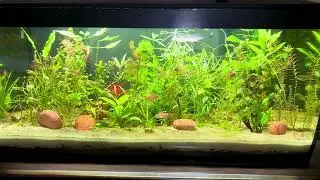 Tank after 3 Months