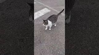 LAS ESTRELLAS!!🐱FLYCAT.