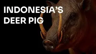 Babirusa: Indonesia&rsquo;s Pig With Fangs from Another World