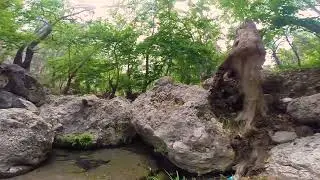 ASMR Walk in a Forest of Plane Trees - Mini Creek Sounds & Crunching Leaves
